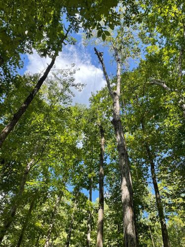 Tree Trimming for Rosales Landscaping LLC in Lake Gaston, North Carolina