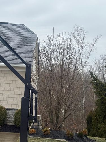  for Dig-It Tree Company in Mason, OH