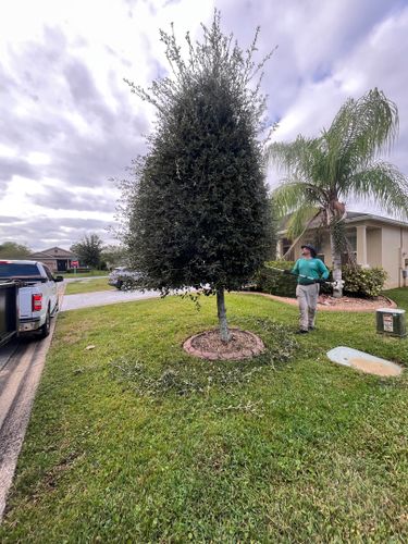 Tree Services for Ludlows Services in Clermont, FL
