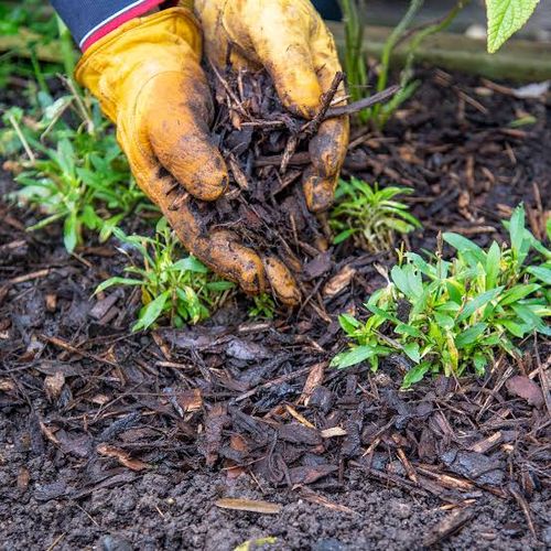 Mulching for New Dawn Landscaping LLC in Georgetown, DE