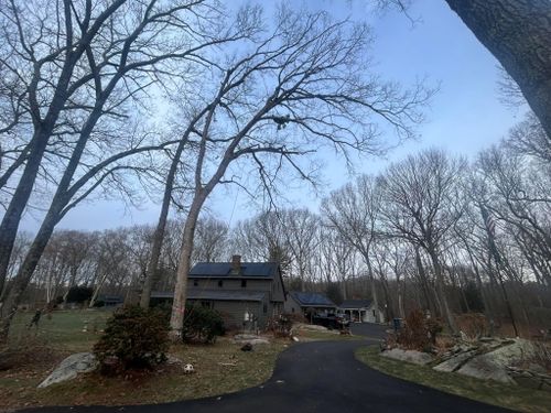 Dead Limb Removal for DC TREE in Vernon, CT