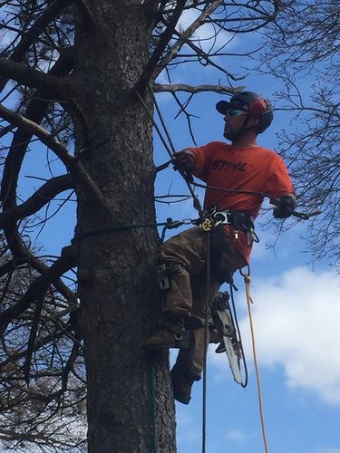 Tree Pruning for Buffalo Family Tree Care in Buffalo, MN