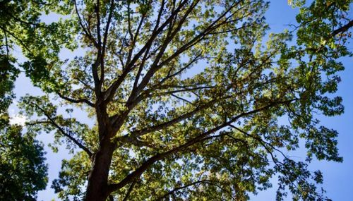 Tree Removal for Trio Tree Services in Ocean Park, WA