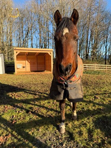 Other Builds for Oats Equestrian Fencing LLC in Arlington, WA