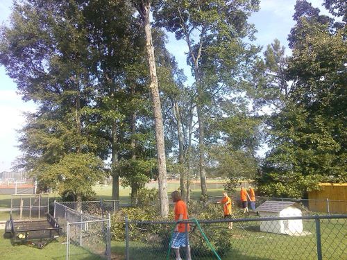  for Professional Tree Service USA in Chattanooga, TN