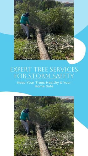 Tree Services for Ludlows Services in Clermont, FL