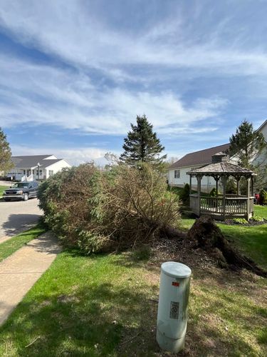  for D Hale Tree Service in Dexter, MI