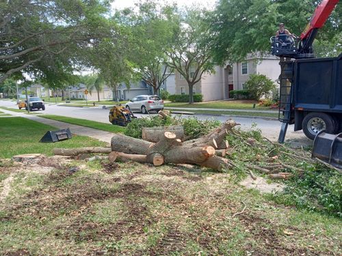 All Photos for A Southern Style Tree Service in Orlando, FL