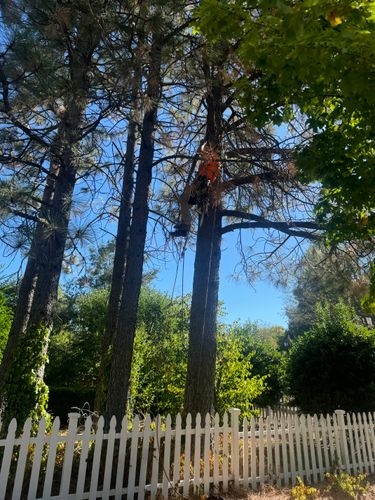 Fruit Tree Pruning for The Tree Fairy in Temecula, CA