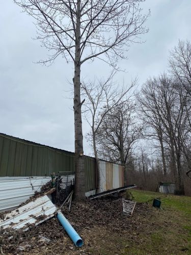 Tree Removal for Atwood’s Tree Care in Liberty,  KY