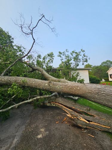 All Photos for AAA Tree Cutting in Shavertown, PA