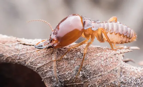  for Altamaha Pest Control, Inc. in Claxton, GA