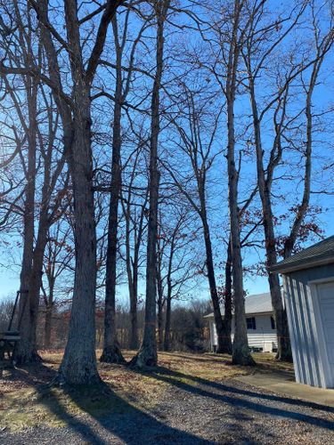 Fall and Spring Clean Up for Atwood’s Tree Care in Liberty,  KY