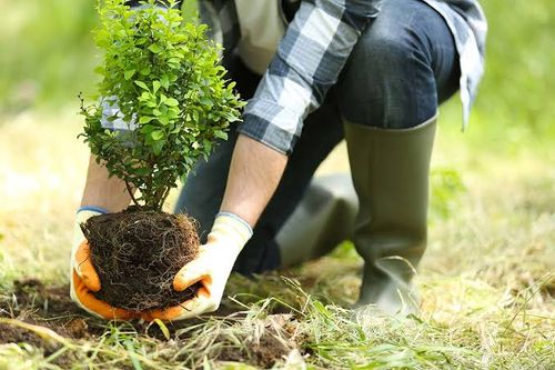 Planting for New Dawn Landscaping LLC in Georgetown, DE