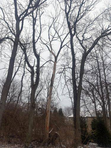  for Dig-It Tree Company in Mason, OH