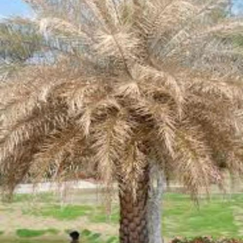 All Photos for Bridgewater Arbor Care LLC in Jupiter, FL