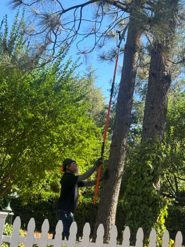 Fruit Tree Pruning for The Tree Fairy in Temecula, CA
