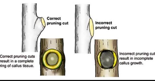 All Photos for Bridgewater Arbor Care LLC in Jupiter, FL