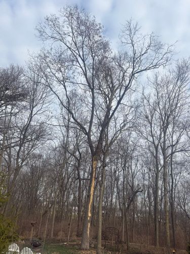  for Dig-It Tree Company in Mason, OH