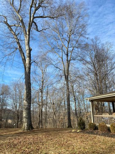 Tree Removal for Atwood’s Tree Care in Liberty,  KY