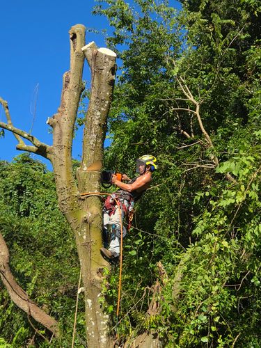 Tree Removal for Near Me Tree Service, Inc. in DeLand, FL