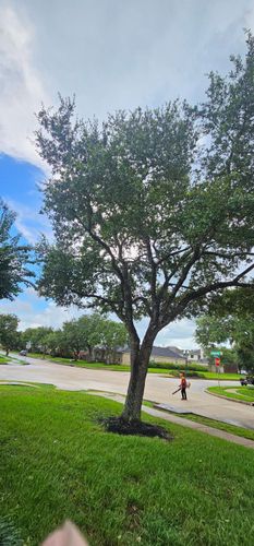  for Servin's Tree Care  in Houston, TX