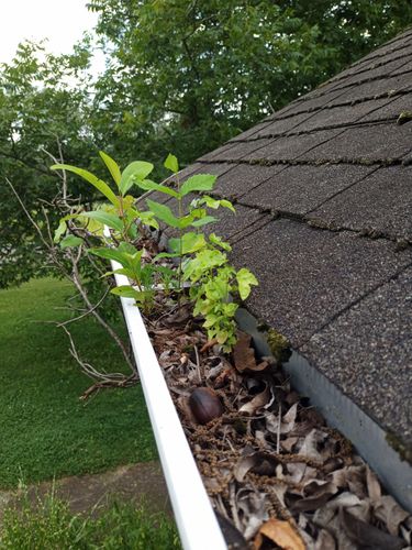 Landscape Design for Olmedo Home Services in Davie County, NC