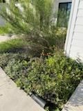Garden Maintenance for Oviedo Land and Garden in Smithville, TX