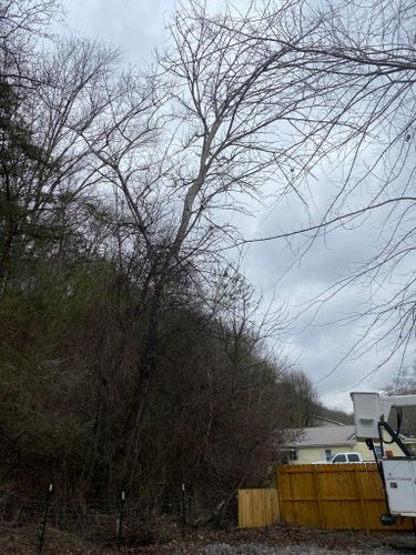 Tree Removal for Atwood’s Tree Care in Liberty,  KY