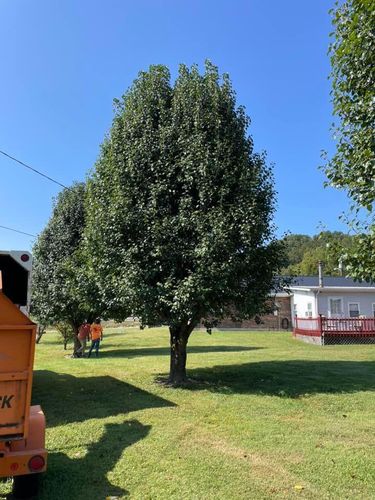 Fall and Spring Clean Up for Atwood’s Tree Care in Liberty,  KY