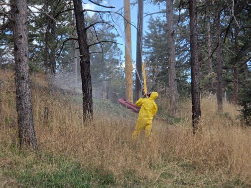 Integrated Pest Managment for Beetle Busters LLC in Centennial, CO