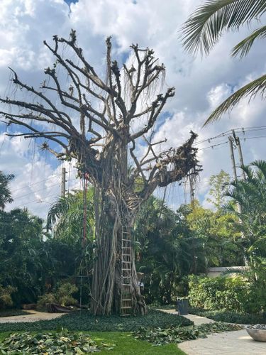 Tree Trimming and Removal for Rey Landscaping & Lawn service LLC in West Palm Beach,  FL