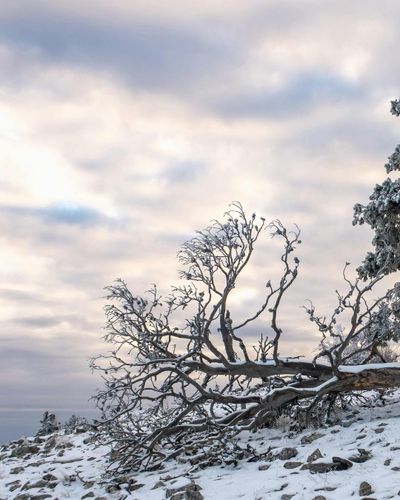  for Oakwood Tree Removal LLC in Oak Creek,  WI