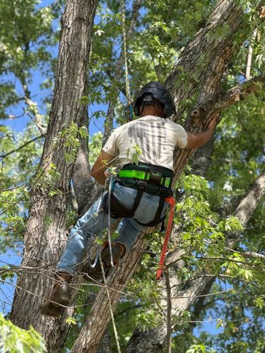 All Photos for Ramirez Tree Care in Elkin, NC