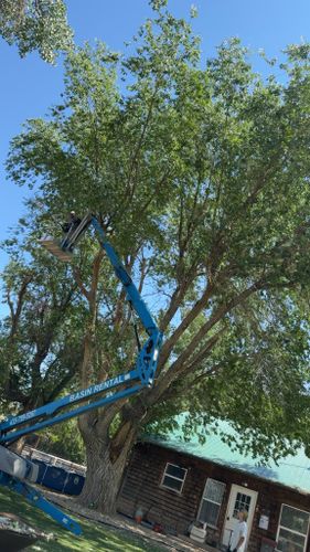 Tree Trimming for Bateman Construction in Roosevelt, UT