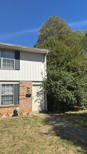 All Photos for Pro Tree Trim & Removal, Llc in Dayton, OH