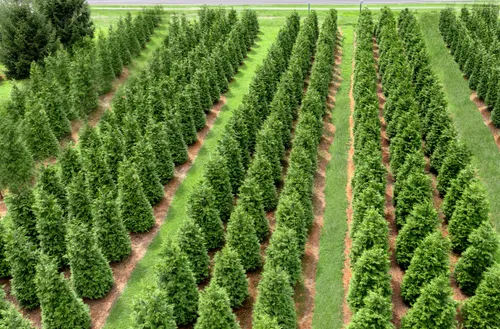 Green Giant Arborvitae Private Specimen Nursery for Total Concepts NJ in Marlboro, NJ