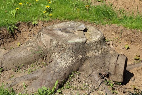  for Tree-B-Gone in Appleton, WI