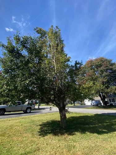 Fall and Spring Clean Up for Atwood’s Tree Care in Liberty,  KY