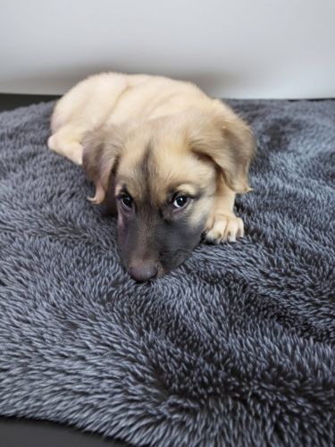 Animal Sanctuary for Sullivan Sanctuary of Maine in Brunswick, ME