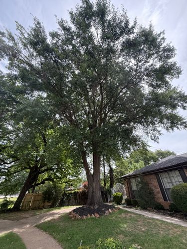Tree Removal for Blu-J Tree Care in Arlington, TX