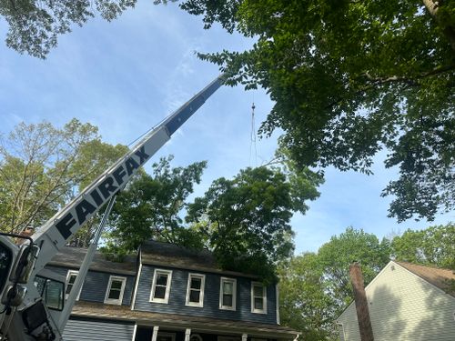 Tree Removal for DIAZ TREE in Stafford, VA