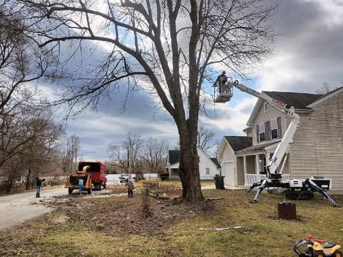 All Photos for Pro Tree Trim & Removal, Llc in Dayton, OH