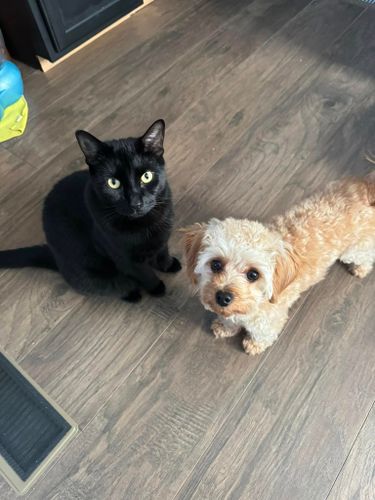 Animal Rescue for Sullivan Sanctuary of Maine in Brunswick, ME