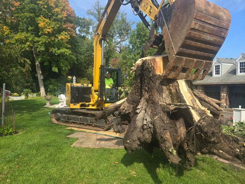 Tree Removal for K and Z Tree Care in Isanti County, MN
