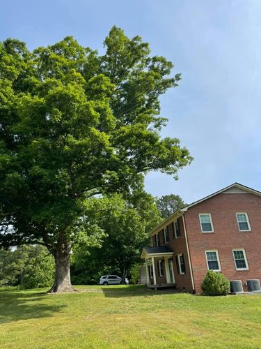 Tree Removal for Hoss Tree Works & Logging in Durham, NC