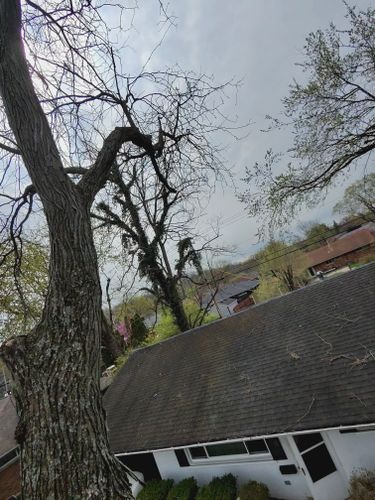 All Photos for Pro Tree Trim & Removal, Llc in Dayton, OH