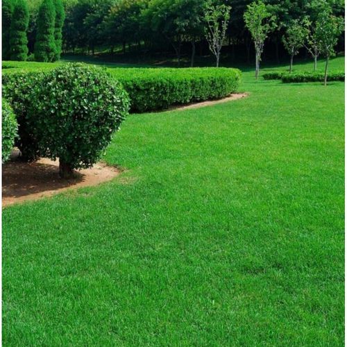 Lawn Care for Terra Heights Tree Experts & Landscaping  in Grass Valley,  CA