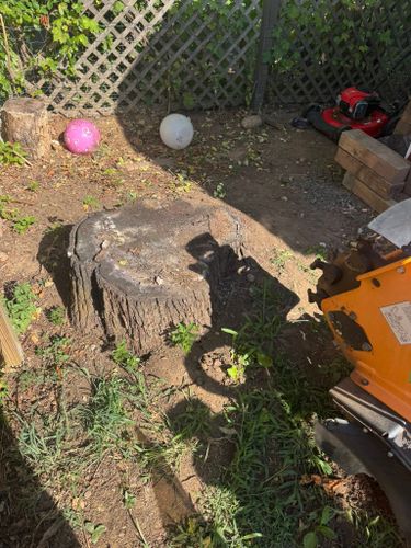 Stump Removal for Jills Stump Grinding and Firewood in Shelton, CT
