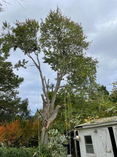 Tree Removal for Rosales Landscaping LLC in Lake Gaston, North Carolina